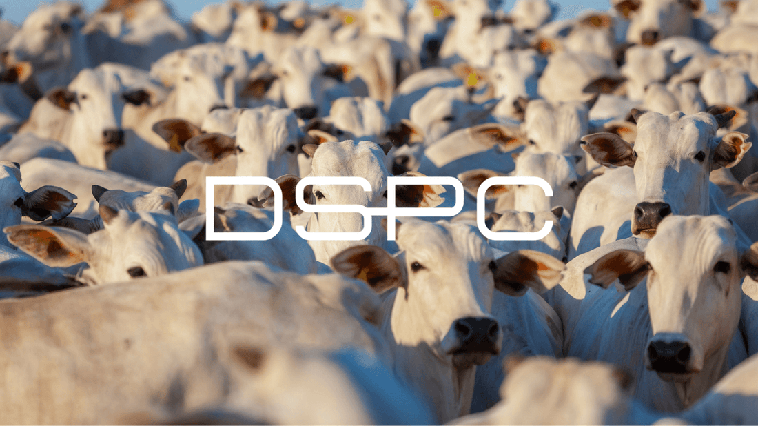 Análisis de Producción de Carne en EE.UU 2024. Las 4 Grandes Empresas. Las “cuatro grandes” empresas cárnicas de Estados Unidos – JBS, Cargill, Tyson Foods y National Beef – dominan la industria de la carne de res y, en menor medida, la de cerdo. A contin