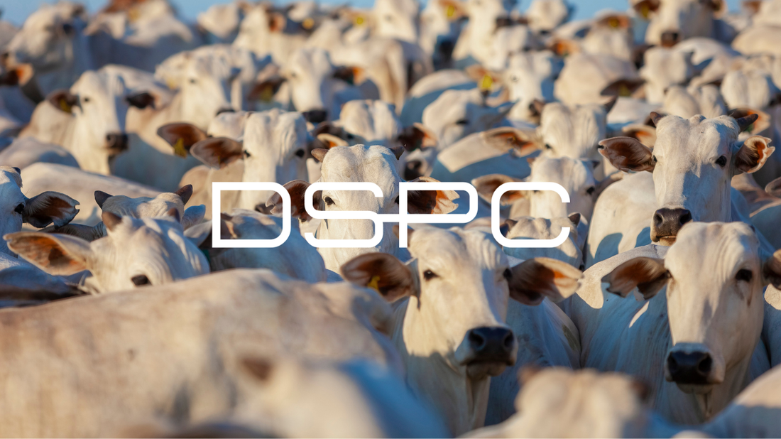 Análisis de Producción de Carne en EE.UU 2024. Las 4 Grandes Empresas.