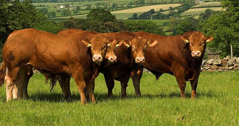 Carne Limousin Pureza de Raza de hasta 102%. Nuestros toros de empadre tienen pureza de raza de 100% Pura sangre, 101% Full Breed o 102% Full French. Hato Libre de tuberculosis y brucelosis. Desde que nace se desarrolla en campo abierto, adaptándose rápid