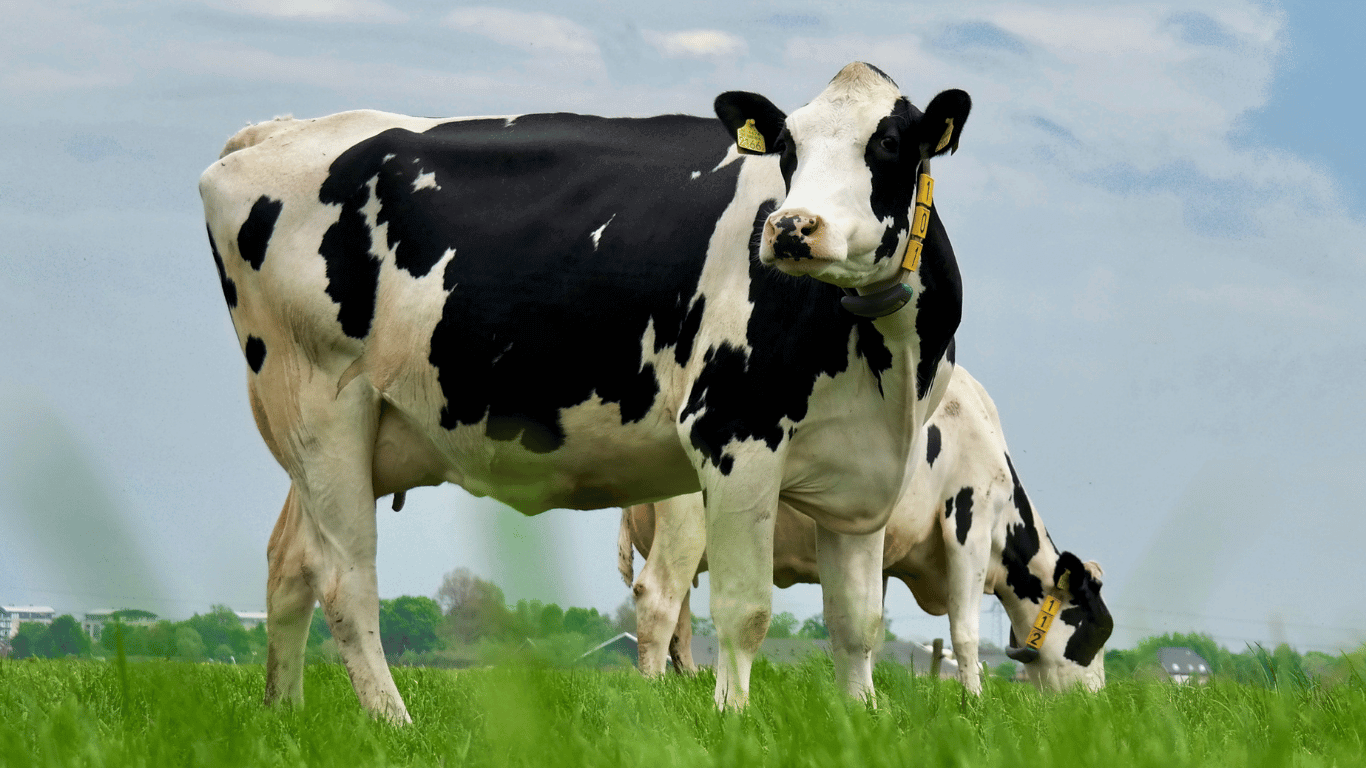 Carne Holstein La carne Holstein proviene de una de las razas más icónicas del mundo: el ganado lechero de origen europeo conocido por su distintivo pelaje blanco con manchas negras. Aunque su fama viene de la leche, cuando se cría bajo estándares control